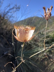 Calochortus fimbriatus