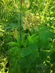 Filipendula palmata