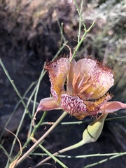 Calochortus fimbriatus