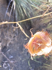 Calochortus fimbriatus