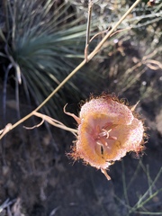 Calochortus fimbriatus