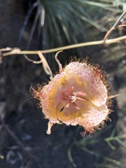 Calochortus fimbriatus