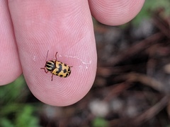 Cryptocephalus bivius