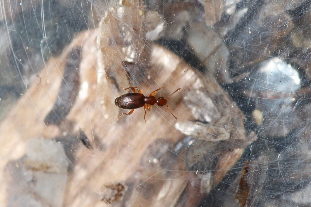 Cyclodinus minutus