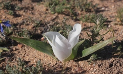 Colchicum capense ciliolatum