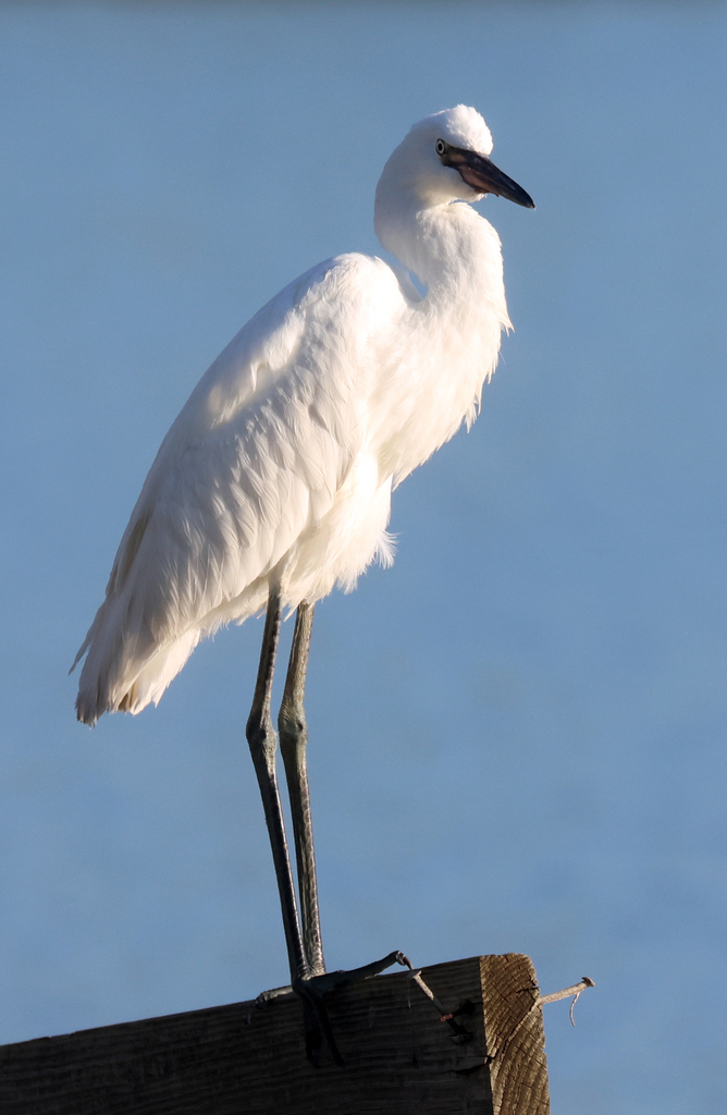 reddish-egret-from-calallen-corpus-christi-tx-usa-on-september-25