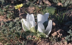 Colchicum capense ciliolatum