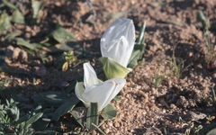 Colchicum capense ciliolatum