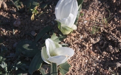 Colchicum capense ciliolatum