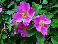 Rosa amblyotis