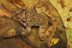 Quasipaa exilispinosa