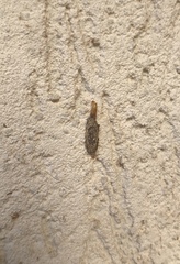 Phereoeca uterella
