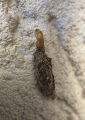 Phereoeca uterella