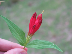 Spigelia marilandica