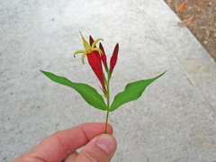 Spigelia marilandica