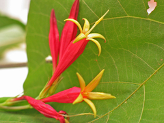 Spigelia marilandica