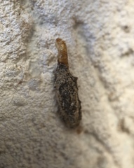 Phereoeca uterella