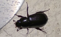 Dyscinetus laevipunctatus