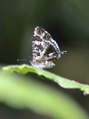 Cacyreus darius