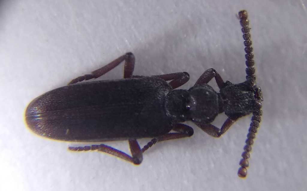 Dacoderus rossi