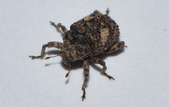Eubulus