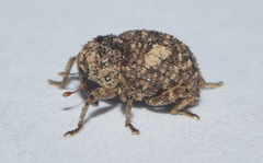 Eubulus