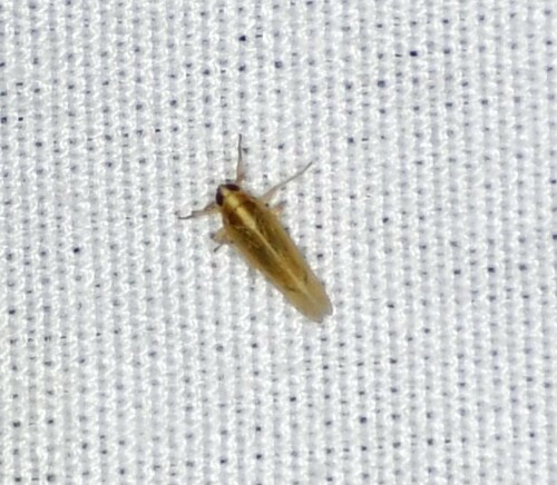 Tagosodes orizicolus, 2024-11-09