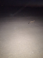 Vulpes macrotis macrotis