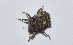 Eubulus