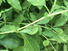 Salticidae