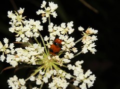 Coptocephala gebleri