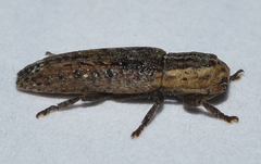 Adetus tibialis