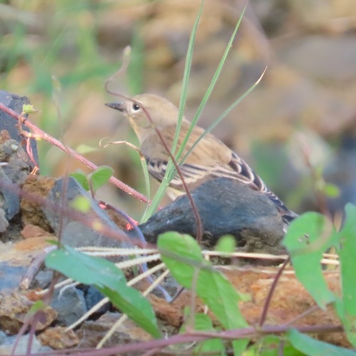 Yellow-rumped Warbler (Setophaga coronata)
