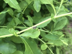 Salticidae
