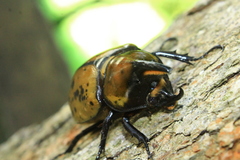 Dynastes hyllus