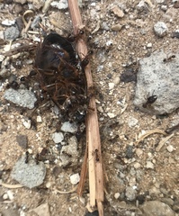 Pheidole