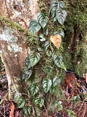 Philodendron brandtianum