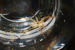 Pardosa hortensis