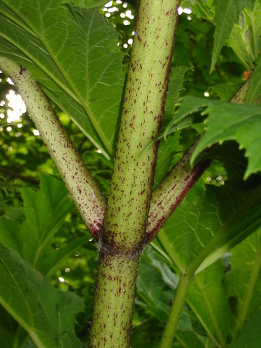 Giant Hogweed