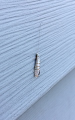 Nectopsyche exquisita