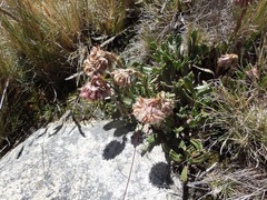 Senecio serratifolius