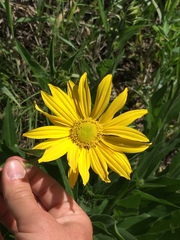 Helianthella