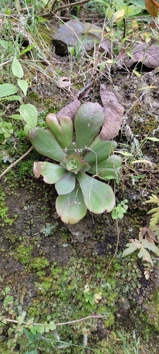 Succulent (Echeveria fulgens)