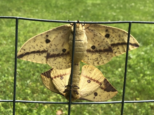 Imperial Moth, photo 8 of 10