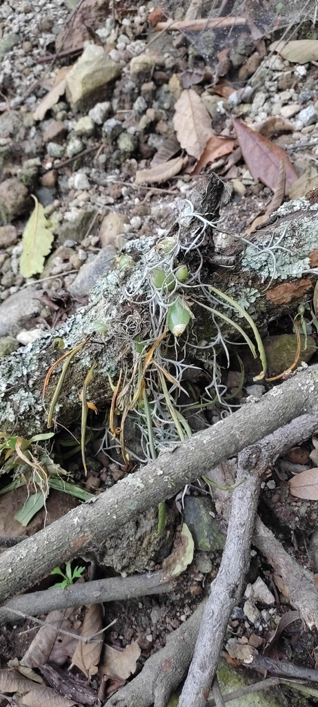 Hintonella mexicana