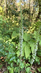 Platanthera elegans elegans