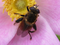 Polydontomyia curvipes