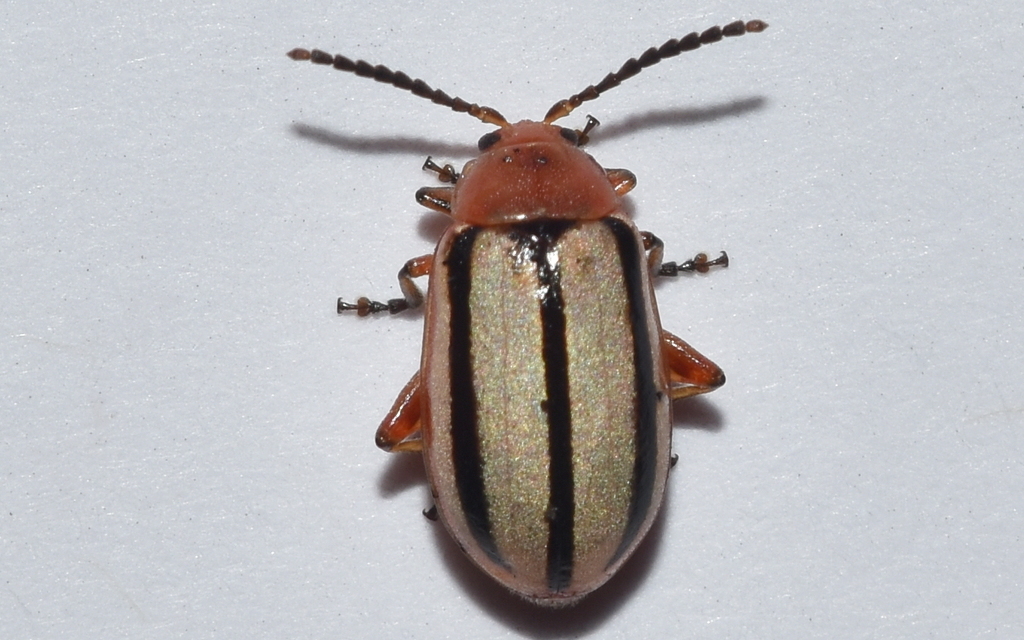 Disonycha leptolineata