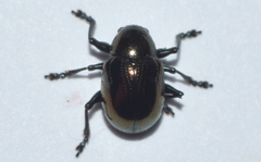 Typophorus nigritus