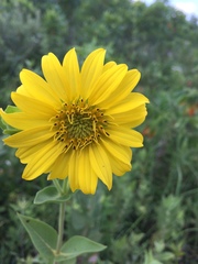 Helianthus mollis